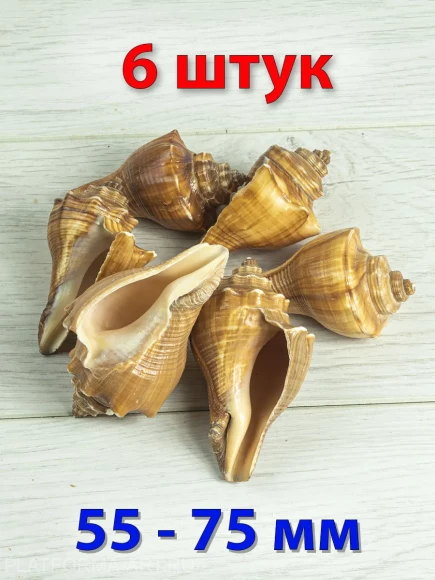 Ракушка Хемифусус Пужилинус Hemifusus pugilinus - 6 шт. Ракушка Хемифусус Пужилинус Hemifusus pugilinus - 6 шт.
