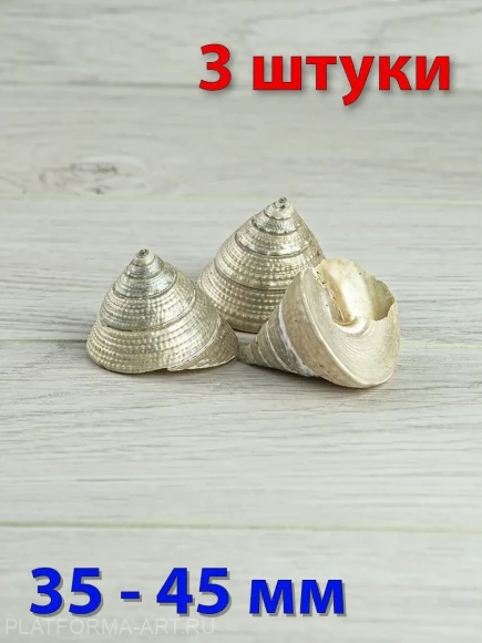 Ракушка Трохус макулатус жемчужный - 3 шт.