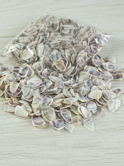 Ракушки для рукоделия Donax Faba - Донакс Фаба - 100 гр.
