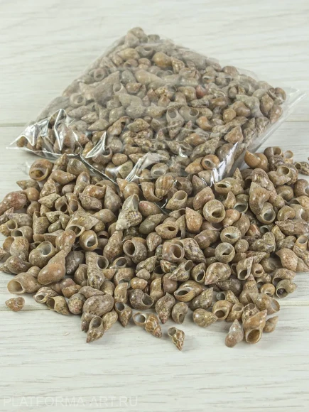 Ракушка Узколистная литорария Littoraria angulifera - 100 гр.