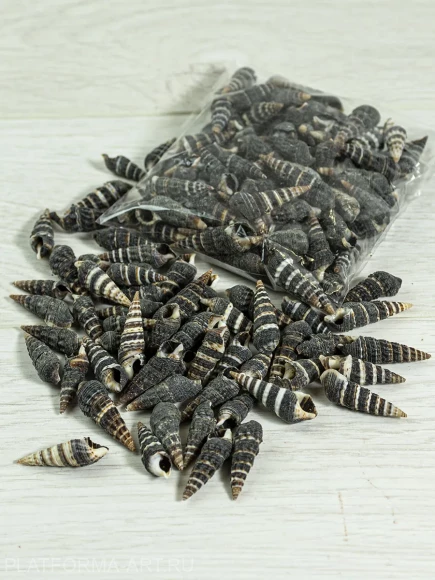 Ракушки для рукоделия Батиллария Зоналис Batillaria zonalis - 100 гр. Ракушки для рукоделия Батиллария Зоналис Batillaria zonalis - 100 гр.