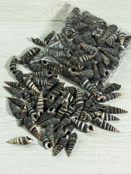 Ракушки для рукоделия Батиллария Зоналис Batillaria zonalis - 100 гр. Ракушки для рукоделия Батиллария Зоналис Batillaria zonalis - 100 гр.