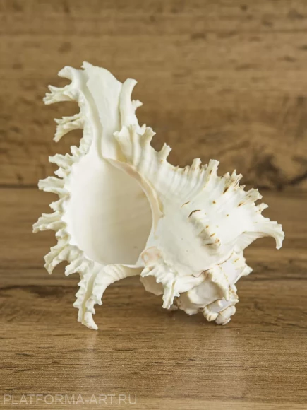 Морская ракушка Чихориус Рамосус - Chicoreus ramosus - 1 шт. Морская ракушка Чихориус Рамосус - Chicoreus ramosus - 1 шт.