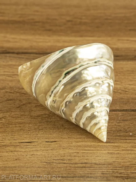 Ракушка Тектус пурамис - Trochus Tectus Pyramis - 1 шт. Ракушка Тектус пурамис - Trochus Tectus Pyramis - 1 шт.