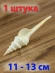 Ракушка Веретенообразный фузинус - Fusinus colus - 1 шт.