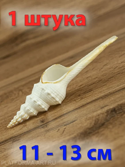 Ракушка Веретенообразный фузинус - Fusinus colus - 1 шт.