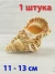 Ракушка Tutufa rubeta — Красноротая лягушка - 1 шт.