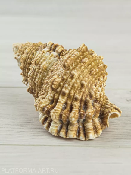 Ракушка Tutufa rubeta — Красноротая лягушка - 1 шт. Ракушка Tutufa rubeta — Красноротая лягушка - 1 шт.