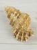 Ракушка Tutufa rubeta — Красноротая лягушка - 1 шт. Ракушка Tutufa rubeta — Красноротая лягушка - 1 шт.