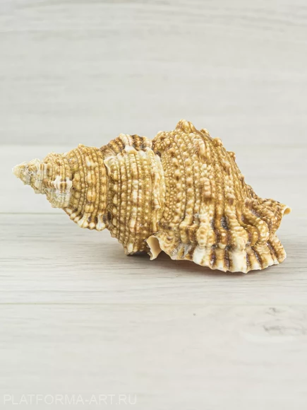 Ракушка Tutufa rubeta — Красноротая лягушка - 1 шт. Ракушка Tutufa rubeta — Красноротая лягушка - 1 шт.