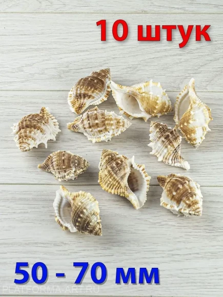 Ракушка Bufonaria subgranosa - 10 шт.