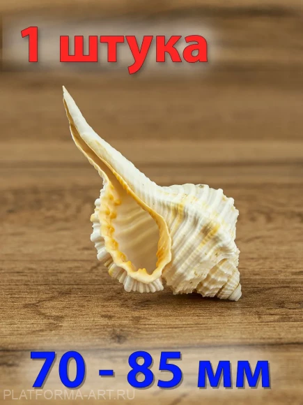 Ракушка Циматиум гуттарниум - Cymatium gutturnium - 1 шт.