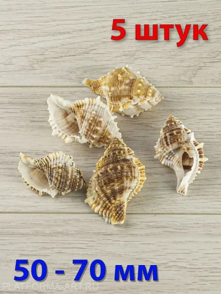 Ракушка Bufonaria subgranosa - 5 шт.