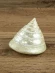 Ракушка Тектус пурамис - Trochus Tectus Pyramis - 1 шт. Ракушка Тектус пурамис - Trochus Tectus Pyramis - 1 шт.