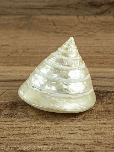 Ракушка Тектус пурамис - Trochus Tectus Pyramis - 1 шт. Ракушка Тектус пурамис - Trochus Tectus Pyramis - 1 шт.