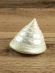 Ракушка Тектус пурамис - Trochus Tectus Pyramis - 1 шт. Ракушка Тектус пурамис - Trochus Tectus Pyramis - 1 шт.