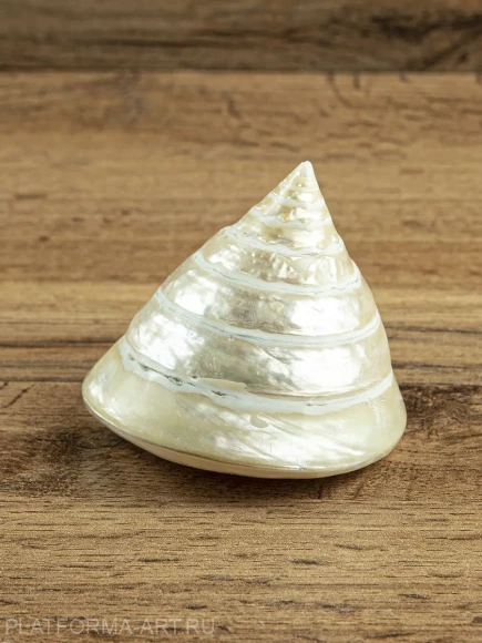 Ракушка Тектус пурамис - Trochus Tectus Pyramis - 1 шт. Ракушка Тектус пурамис - Trochus Tectus Pyramis - 1 шт.