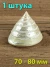 Ракушка Тектус пурамис - Trochus Tectus Pyramis - 1 шт.