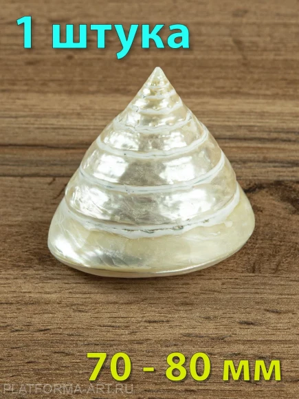 Ракушка Тектус пурамис - Trochus Tectus Pyramis - 1 шт. Ракушка Тектус пурамис - Trochus Tectus Pyramis - 1 шт.