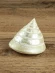 Ракушка Тектус пурамис - Trochus Tectus Pyramis - 1 шт. Ракушка Тектус пурамис - Trochus Tectus Pyramis - 1 шт.