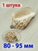 Ракушка Cymbiola nobilis – благородная волюта - 1 шт.