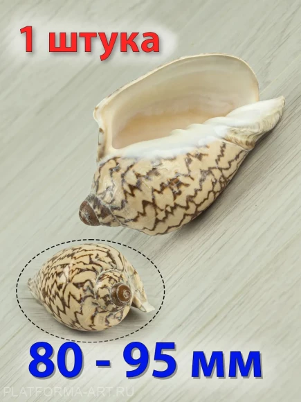 Ракушка Cymbiola nobilis – благородная волюта - 1 шт.