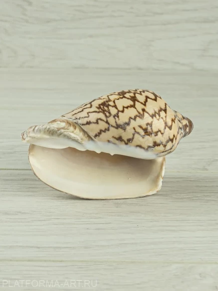 Ракушка Cymbiola nobilis – благородная волюта - 1 шт.