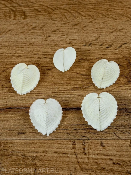 Ракушка Кордилум Кардисса - Corculum cardissa - 5 шт.
