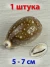 Морские ракушки Ципрея Вителус - 1 шт.
