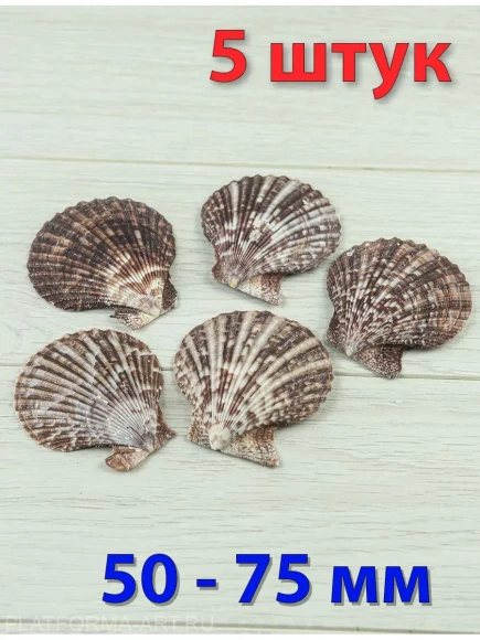 Морские ракушки Благородный гребешок - 5 шт.