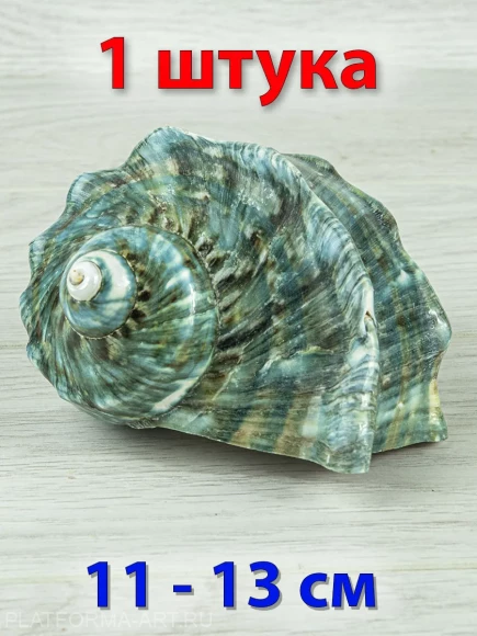 Ракушка Мраморный турбо - Turbo marmuratus - 1 шт. Ракушка Мраморный турбо - Turbo marmuratus - 1 шт.