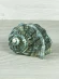 Ракушка Мраморный турбо - Turbo marmuratus - 1 шт. Ракушка Мраморный турбо - Turbo marmuratus - 1 шт.