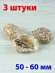 Морские ракушки Харпа Харпа - 3 шт.