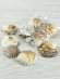 Морские ракушки Пектина Плика (Pecten plicatus) - 100 гр.