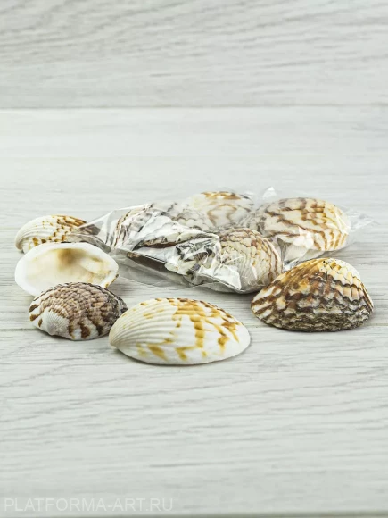 Морские ракушки Пектина Плика (Pecten plicatus) - 100 гр.