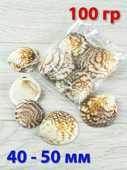 Морские ракушки Пектина Плика (Pecten plicatus) - 100 гр.