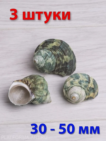 Ракушка Турбо крассус - Turbo crassus - 3 шт. Ракушка Турбо крассус - Turbo crassus - 3 шт.