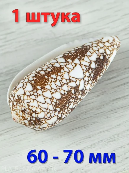 Ракушка для творчества Конус омария - Conus omaria - 1 шт.