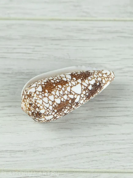 Ракушка для творчества Конус омария - Conus omaria - 1 шт.