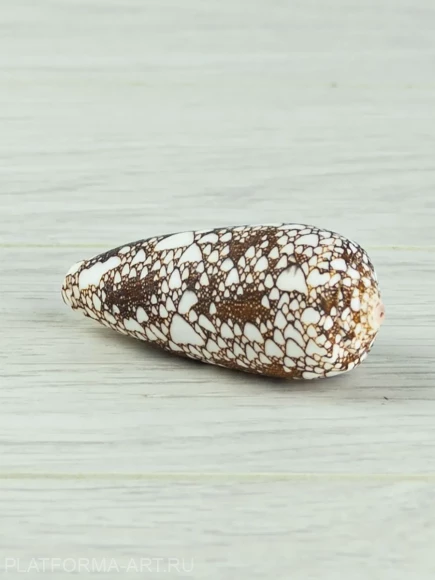 Ракушка для творчества Конус омария - Conus omaria - 1 шт.