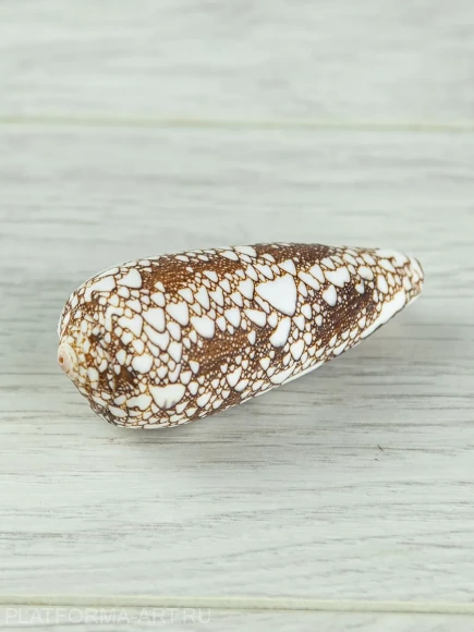 Ракушка для творчества Конус омария - Conus omaria - 1 шт.