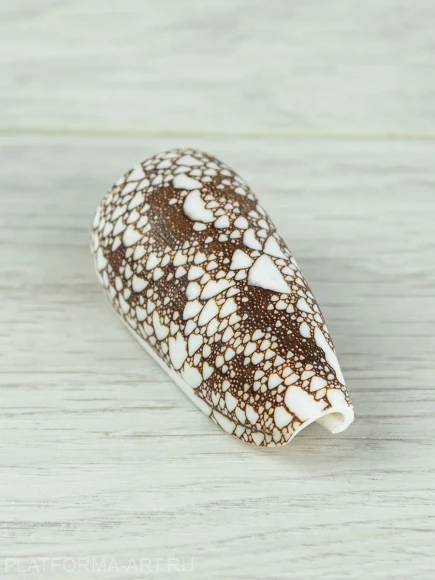 Ракушка для творчества Конус омария - Conus omaria - 1 шт.