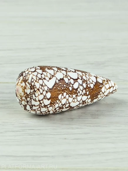 Ракушка для творчества Конус омария - Conus omaria - 1 шт.