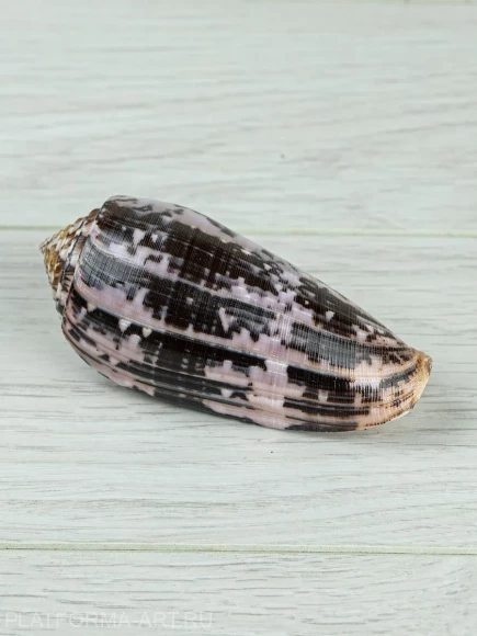 Ракушка для аквариума Конус Стриатус - Conus striatus - 1 шт.