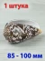 Ракушка для аквариума Конус Стриатус - Conus striatus - 1 шт.