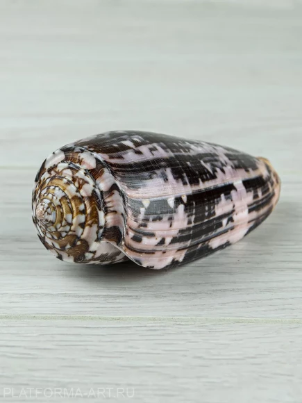 Ракушка для аквариума Конус Стриатус - Conus striatus - 1 шт.