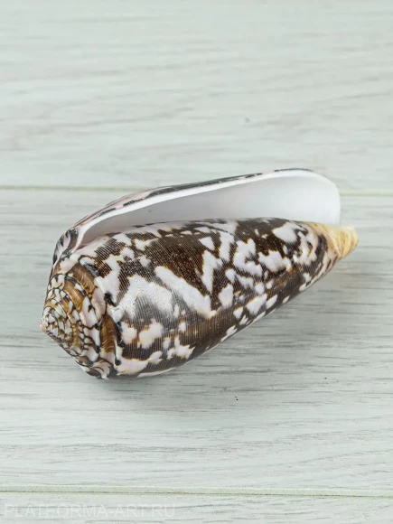 Ракушка для аквариума Конус Стриатус - Conus striatus - 1 шт.