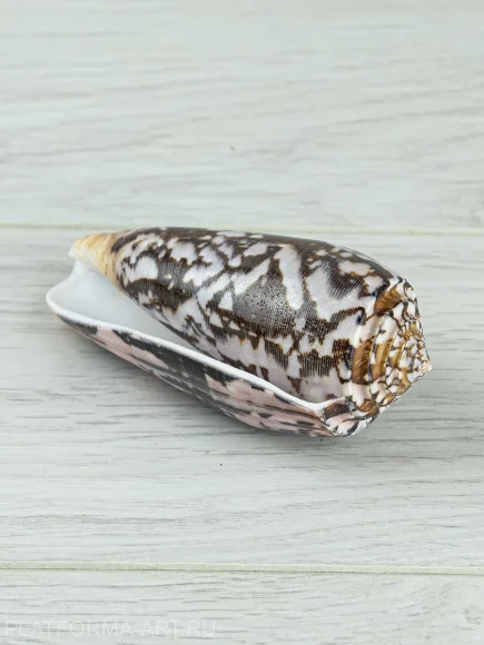 Ракушка для аквариума Конус Стриатус - Conus striatus - 1 шт.