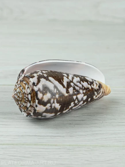 Ракушка для аквариума Конус Стриатус - Conus striatus - 1 шт.