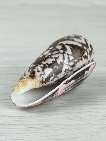 Ракушка для аквариума Конус Стриатус - Conus striatus - 1 шт.